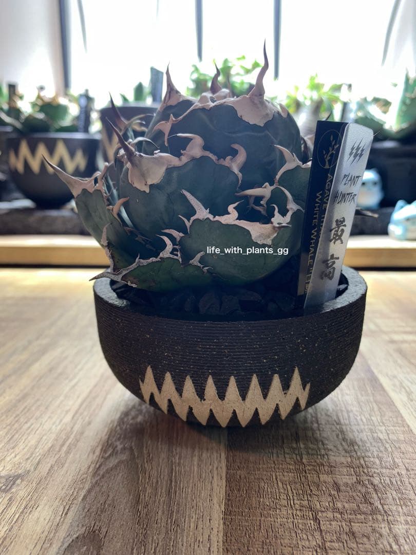 アガベ チタノタ 白鯨