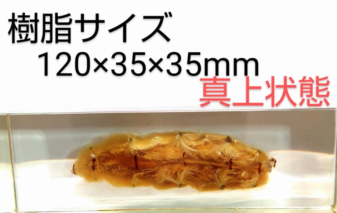 樹脂封入シロアリ女王卵巣標本 70mm★本当に珍しい標本★