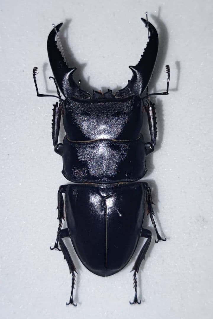 チュウゴクヒラタクワガタ 標本