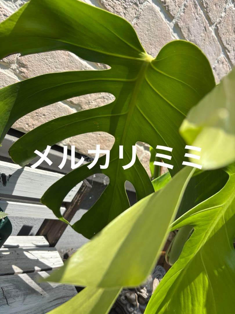 モンステラ スケルトン 成長点分岐