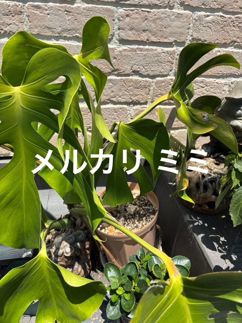 モンステラ スケルトン 成長点分岐