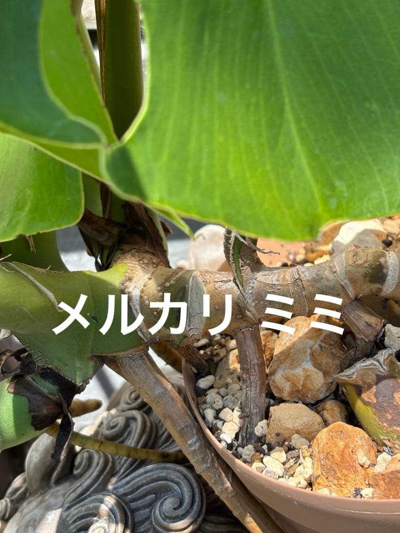 モンステラ スケルトン 成長点分岐