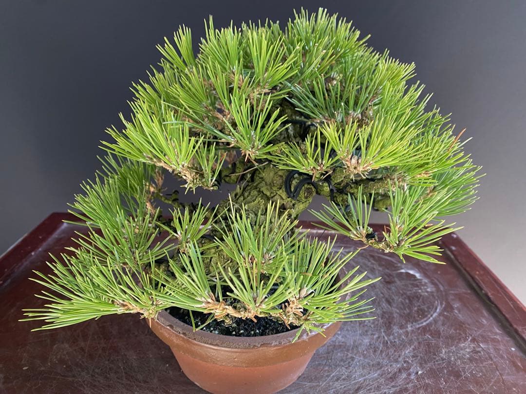 白木盆栽園　小品盆栽　黒松　樹高21センチ　黒松赤松五葉松真柏雑木趣味観葉植物