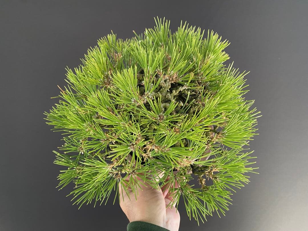 白木盆栽園　小品盆栽　黒松　樹高21センチ　黒松赤松五葉松真柏雑木趣味観葉植物