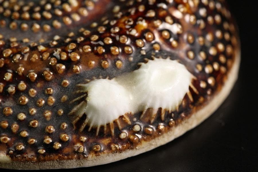 古平戸 名品 栄螺 蓋物 五件 京都料亭 蔵出