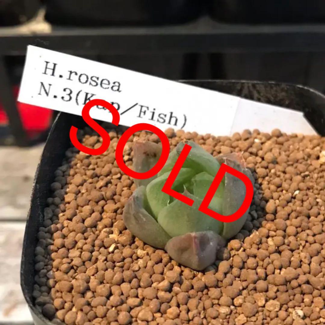 多肉植物 ハオルチア   セール 1株 500円 送料200円 早い者勝ち 3