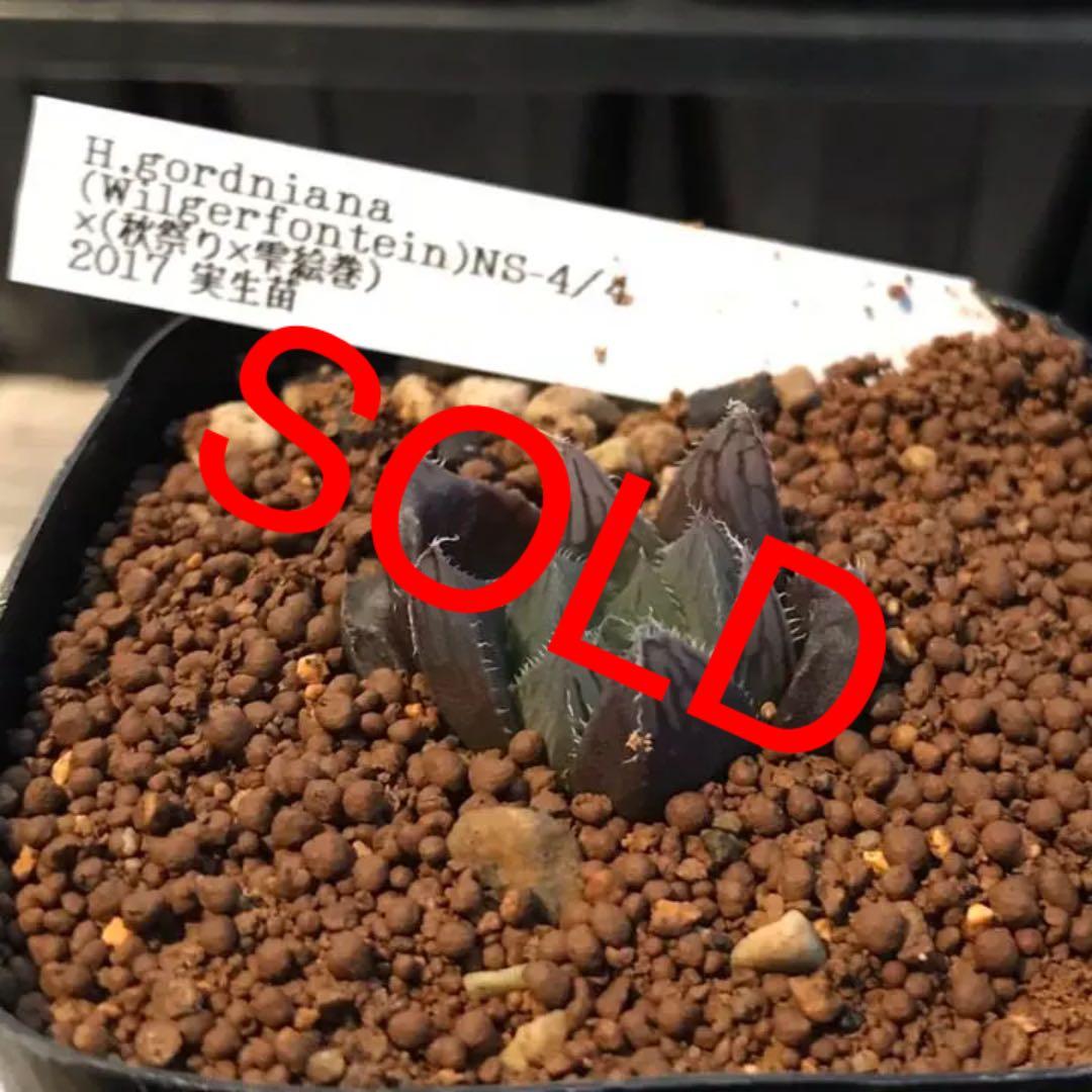 多肉植物 ハオルチア   セール 1株 500円 送料200円 早い者勝ち 3