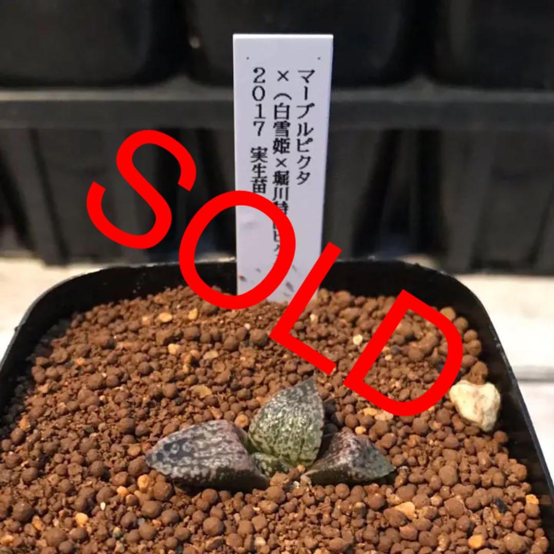 多肉植物 ハオルチア   セール 1株 500円 送料200円 早い者勝ち 3