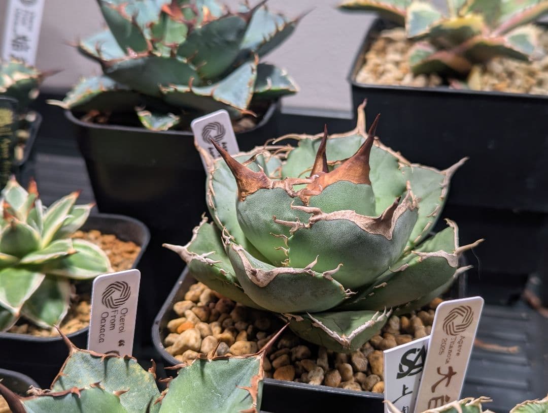 チタノタ「アオガラ 青雀」めちゃくちゃ綺麗な株 タグ鉢付き発送