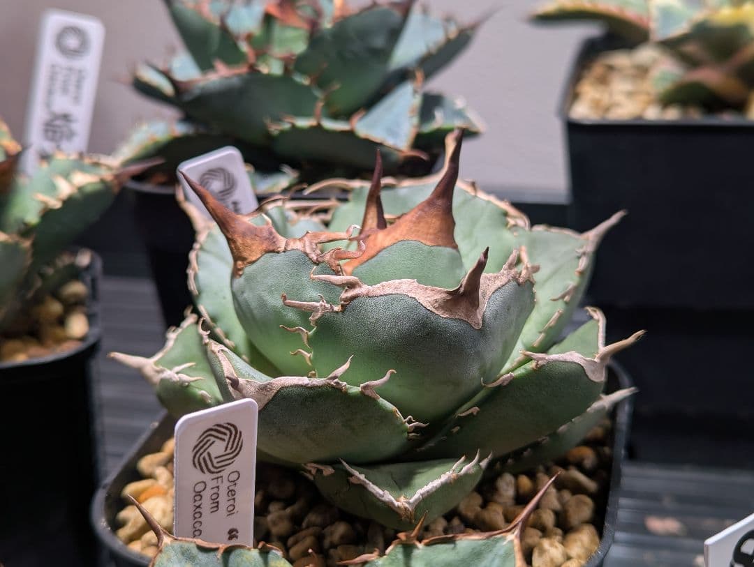 チタノタ「アオガラ 青雀」めちゃくちゃ綺麗な株 タグ鉢付き発送