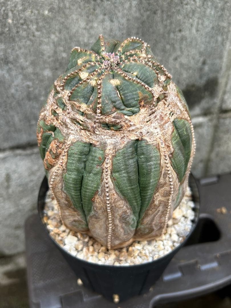 綴化 オベサ 雄 ユーフォルビア