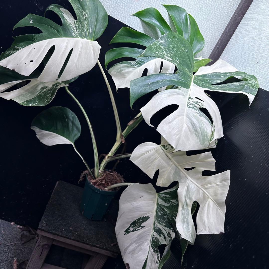 ち*ー様 斑入りモンステラ ホワイトタイガー極美大株82cm白斑多