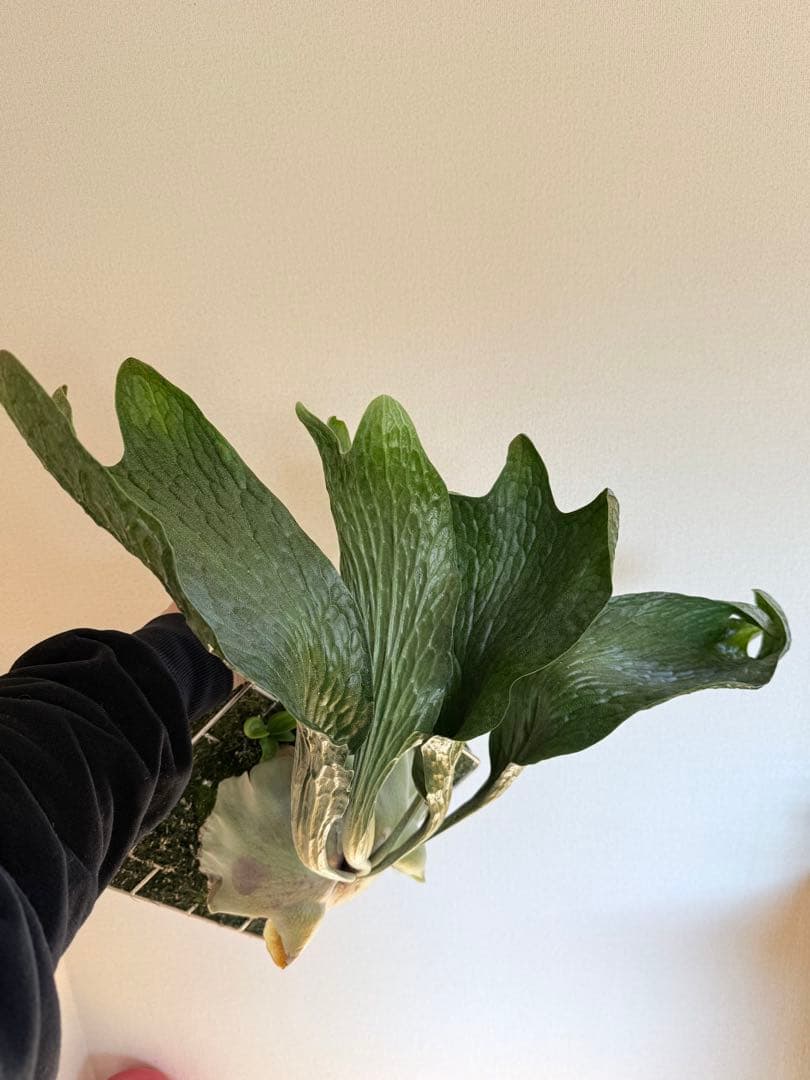 ふ*み様 P. hillii 'Dragon Scale' ②子株ビカクシダ超希