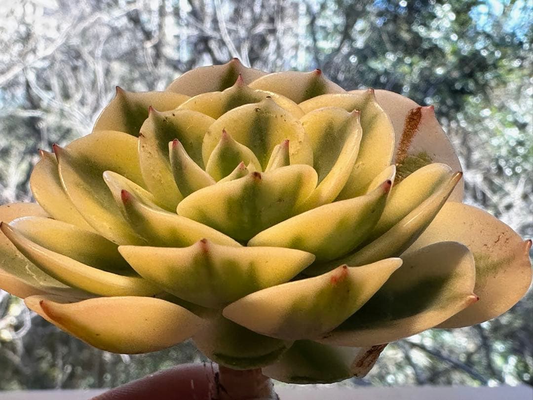 ポ*ポ様 6004新入荷　ルノーディーン錦　エケベリア　多肉植物　撮影1月10日