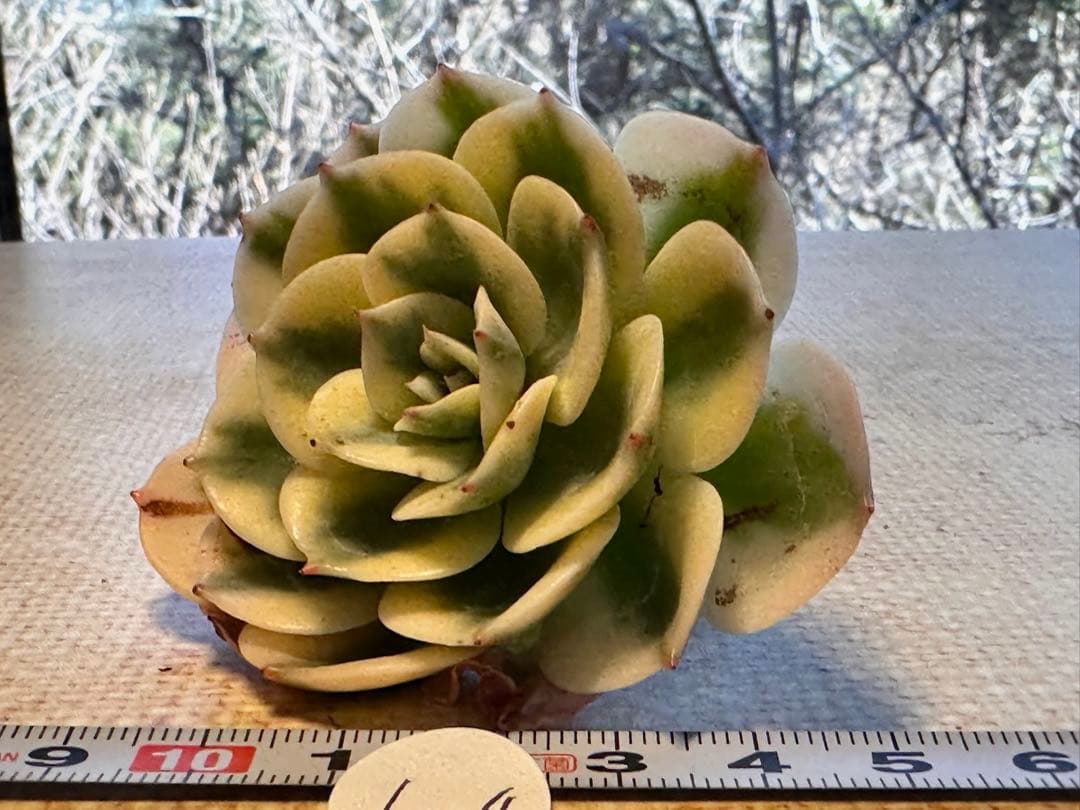 ポ*ポ様 6004新入荷　ルノーディーン錦　エケベリア　多肉植物　撮影1月10日