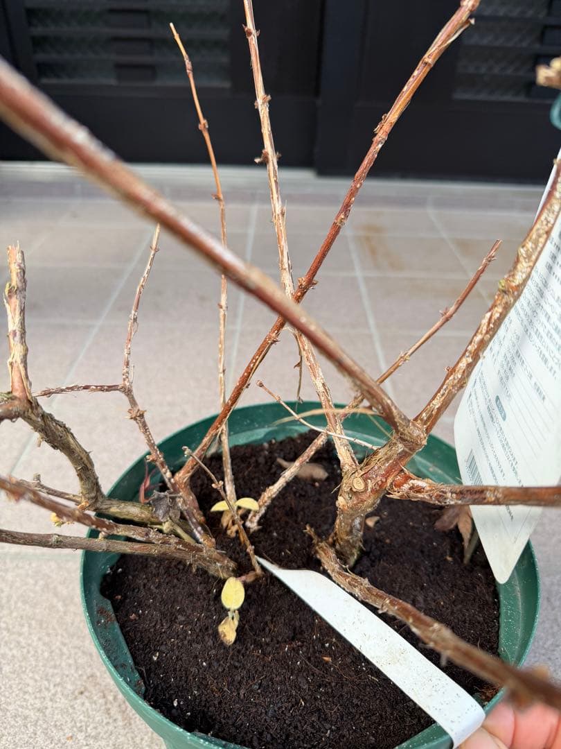 ハニーベリー苗木　鉢ごと発送