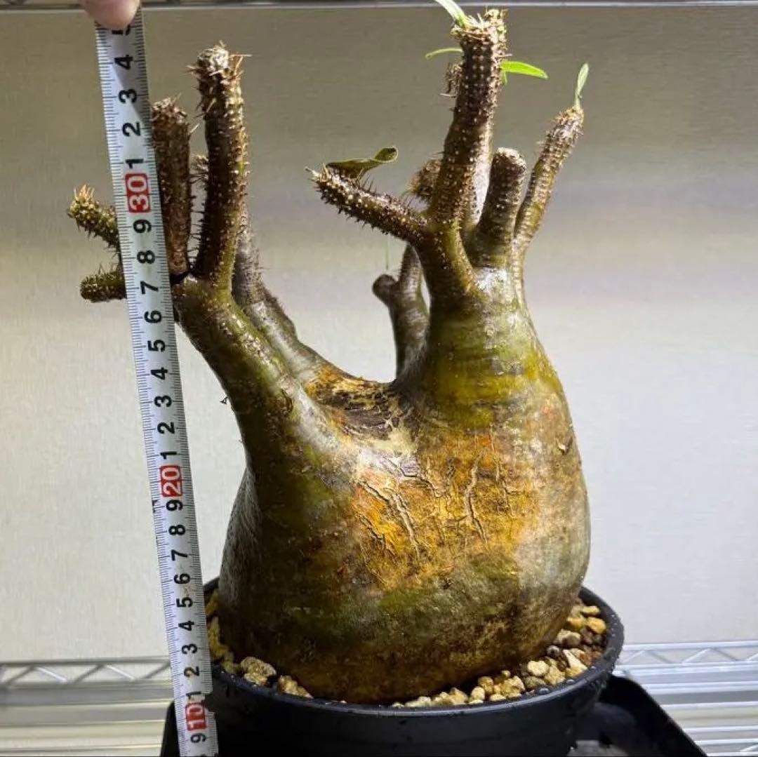 パキポディウム グラキリス LL 現地球 発根管理中