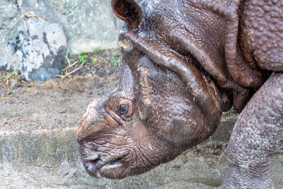 sigma 65mm f2 DG DN Sony Eマウント 作例有