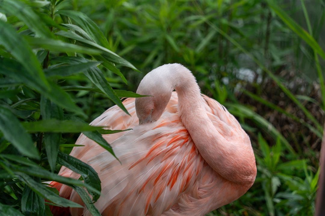 sigma 65mm f2 DG DN Sony Eマウント 作例有