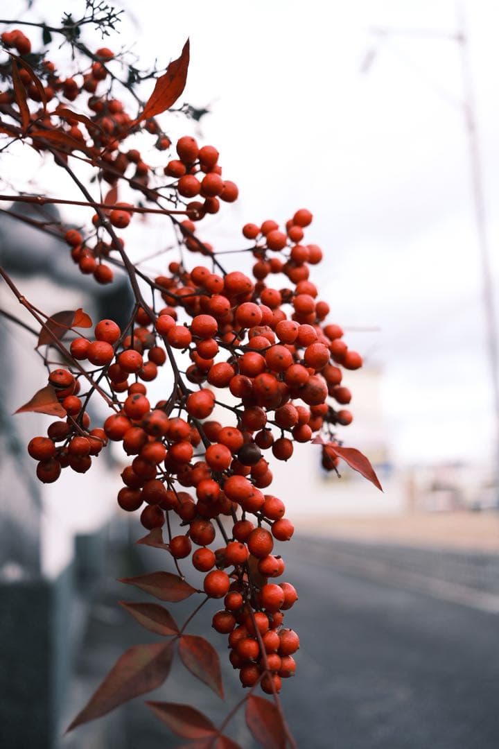 FUJIFILM X-H2 ミラーレスカメラ　ボディ　ブラック　作例あり