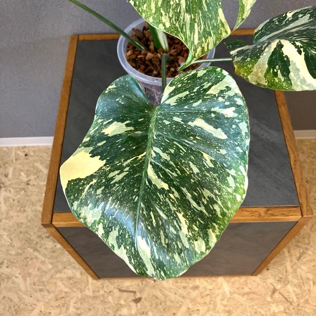 超絶希少❗️モンステラ　デリシオーサ　ホワイトスノー✨