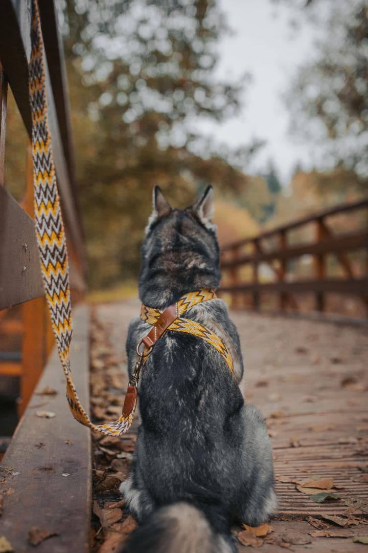 Peruvian Gold スペイン製 高級ハンドメイド犬用リード(2m)