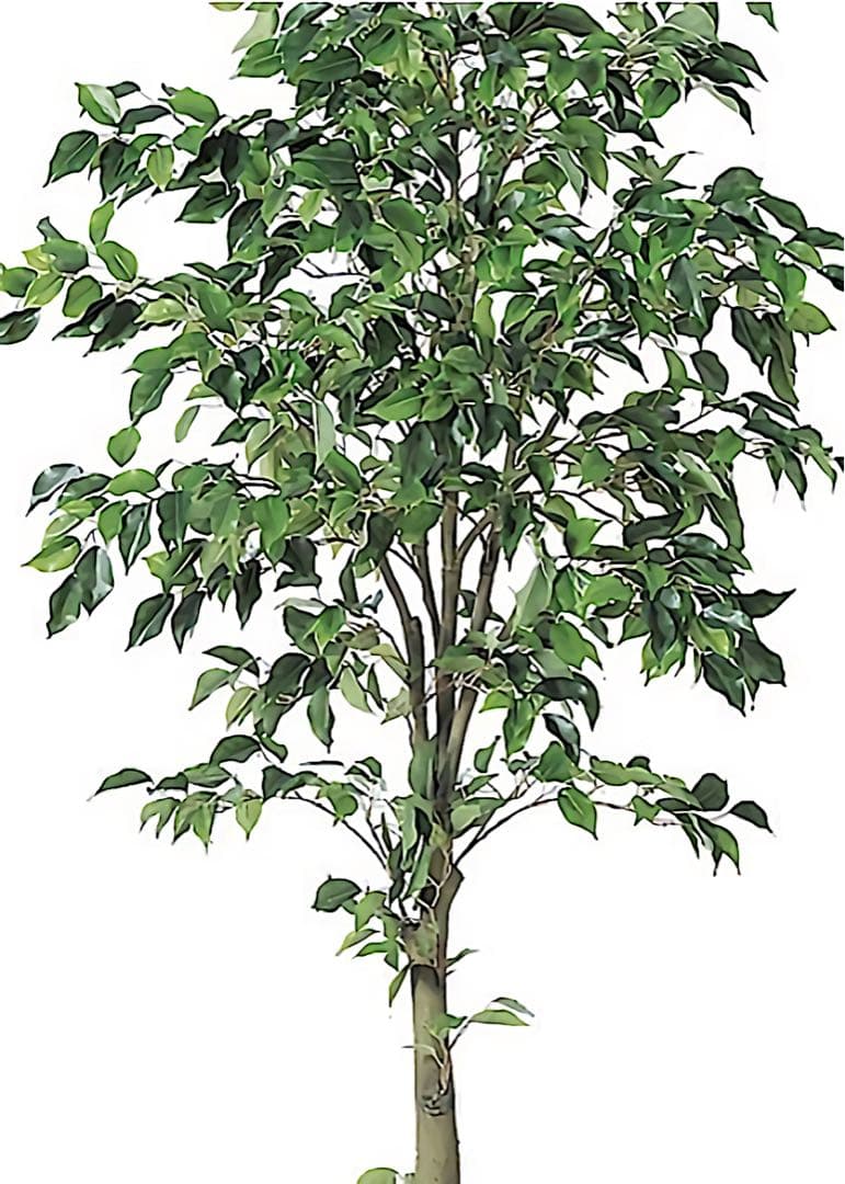 光触媒　人工観葉植物　ウォールグリーン　フェイクグリーン　フィカスツリー175