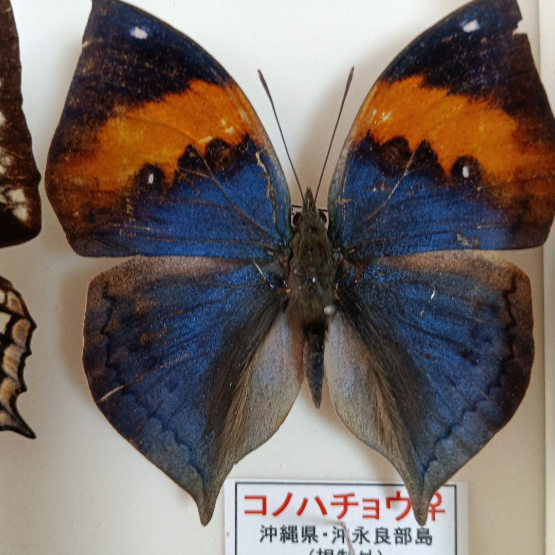 南西諸島の特産蝶47種＝希少フタオチョウ♂♀完品・コノハチョウを含む