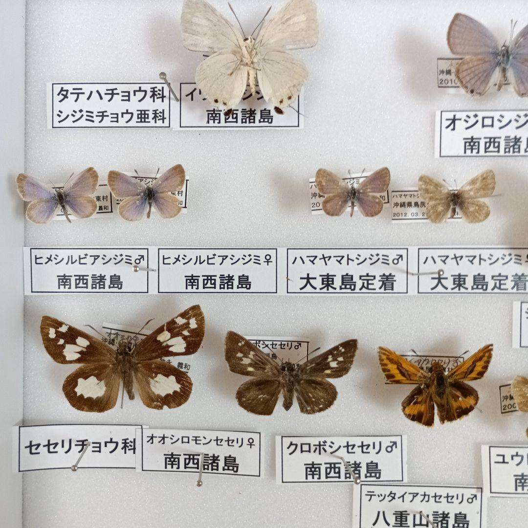 南西諸島の特産蝶47種＝希少フタオチョウ♂♀完品・コノハチョウを含む
