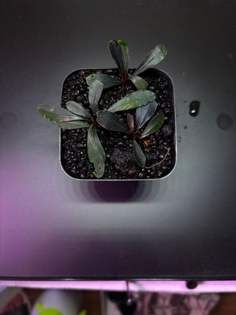 ブセファランドラ Dark Afrika，dark paris 3株