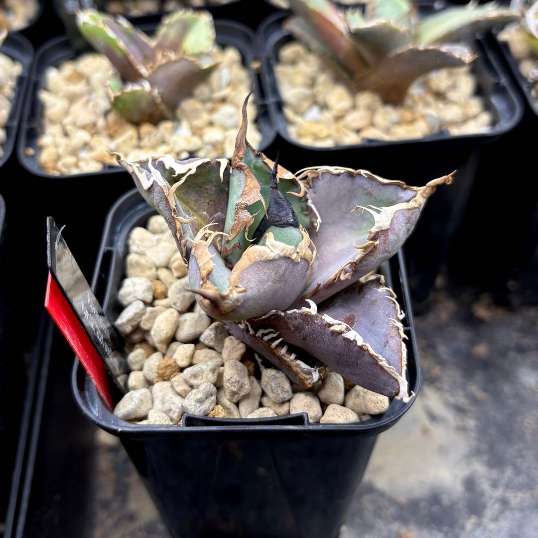 【選抜株】アガベ　オテロイ　実生株　強棘連棘