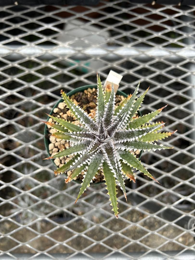 DBディッキア Dyckia Arizona x BS small #118 ⑵