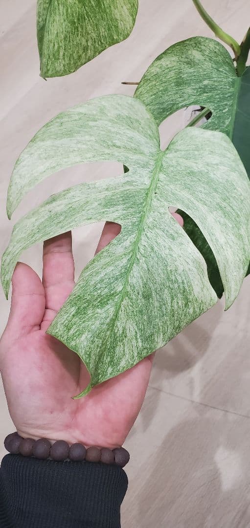 モンステラ ミントMonstera Mint斑入り・良斑・根張り良好