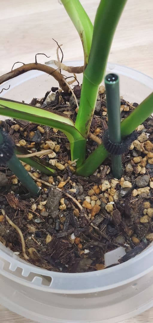 モンステラ ミントMonstera Mint斑入り・良斑・根張り良好