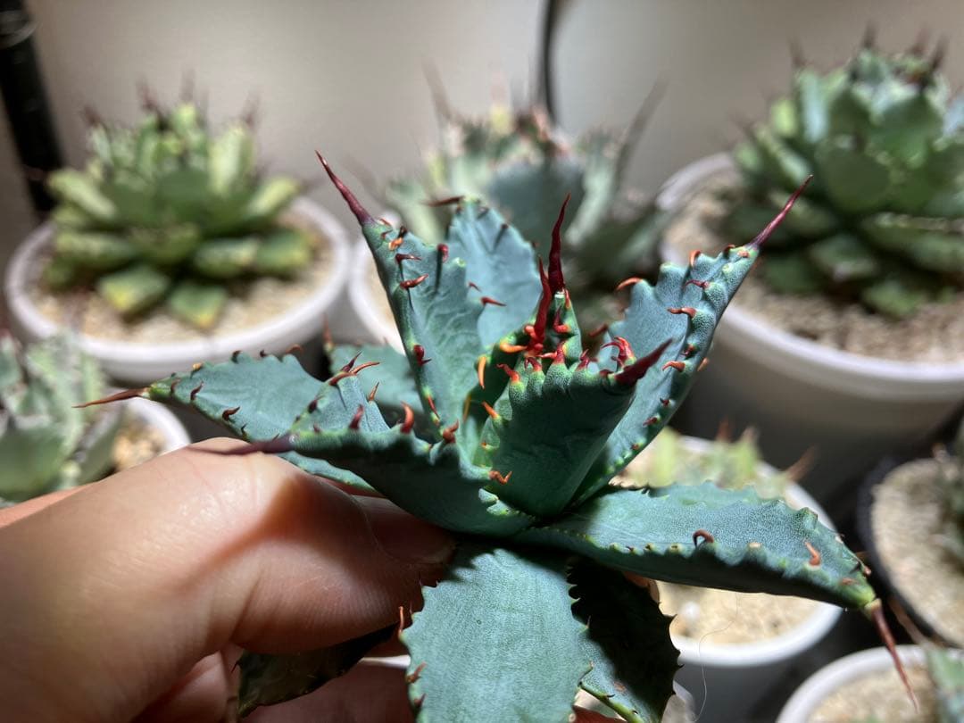 甲蟹×妖炎　ハイブリッドアガベ