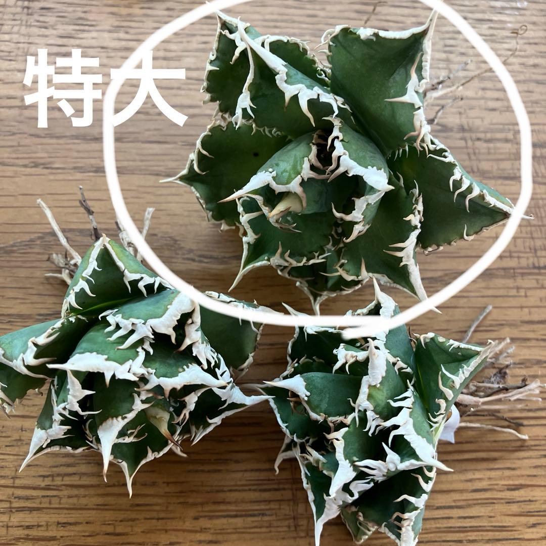 【速達】15 特選　特大　子株付き　アガべ　チタノタ　白豪刺　TC 上澳園芸