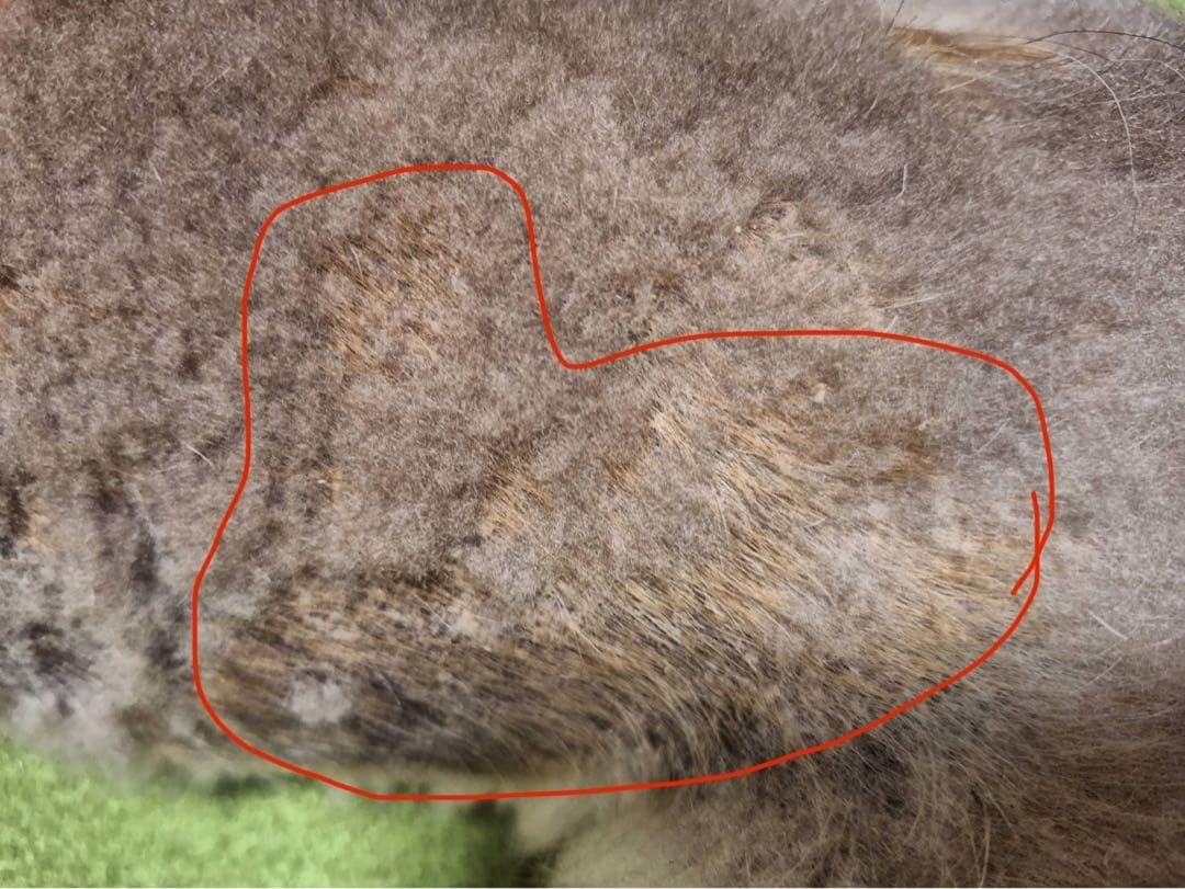 アニマストラス1L新品未開封