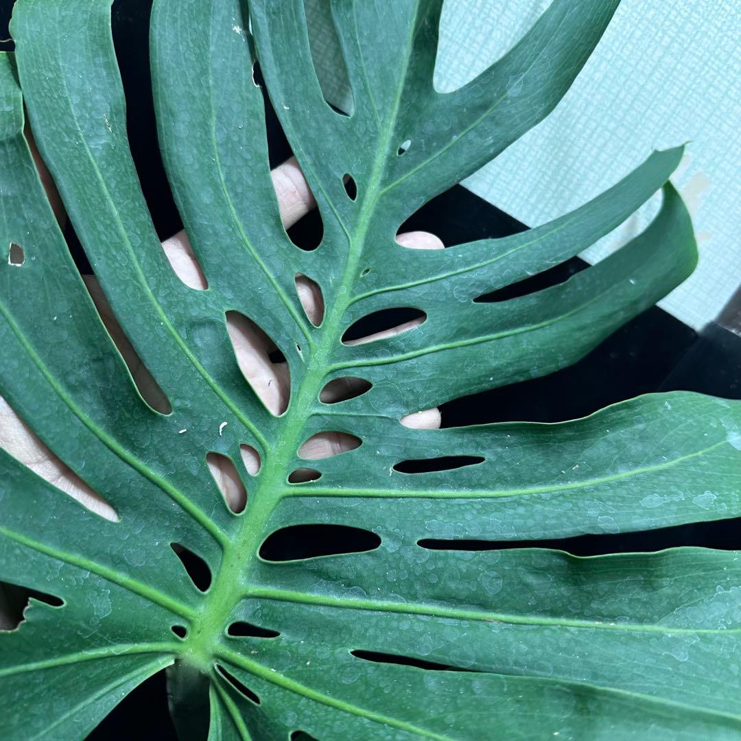 モンステラデリシオーサマクロコズム超希少系統鉢植え72㎝