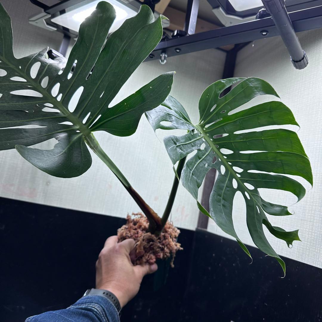 モンステラデリシオーサマクロコズム超希少系統鉢植え72㎝