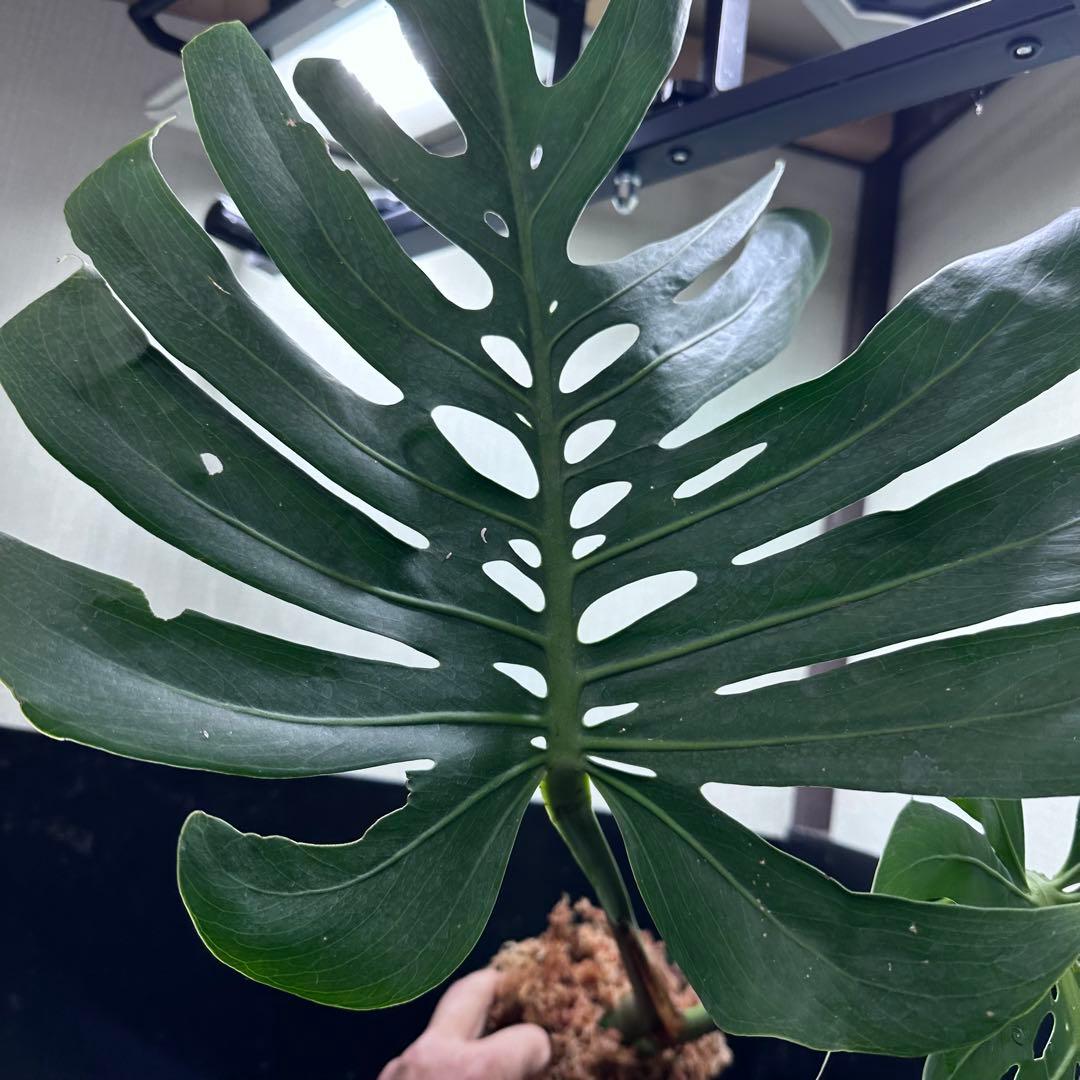 モンステラデリシオーサマクロコズム超希少系統鉢植え72㎝
