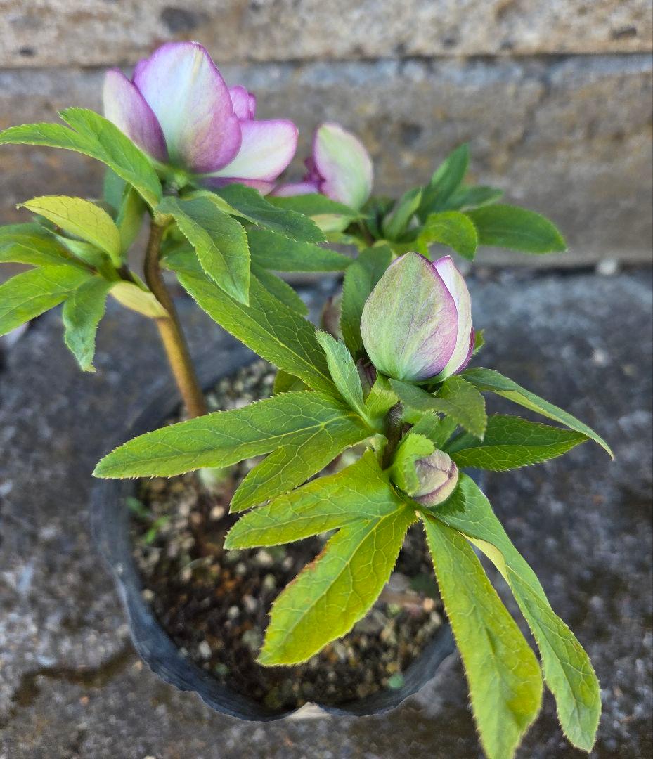 クリスマスローズ　micco