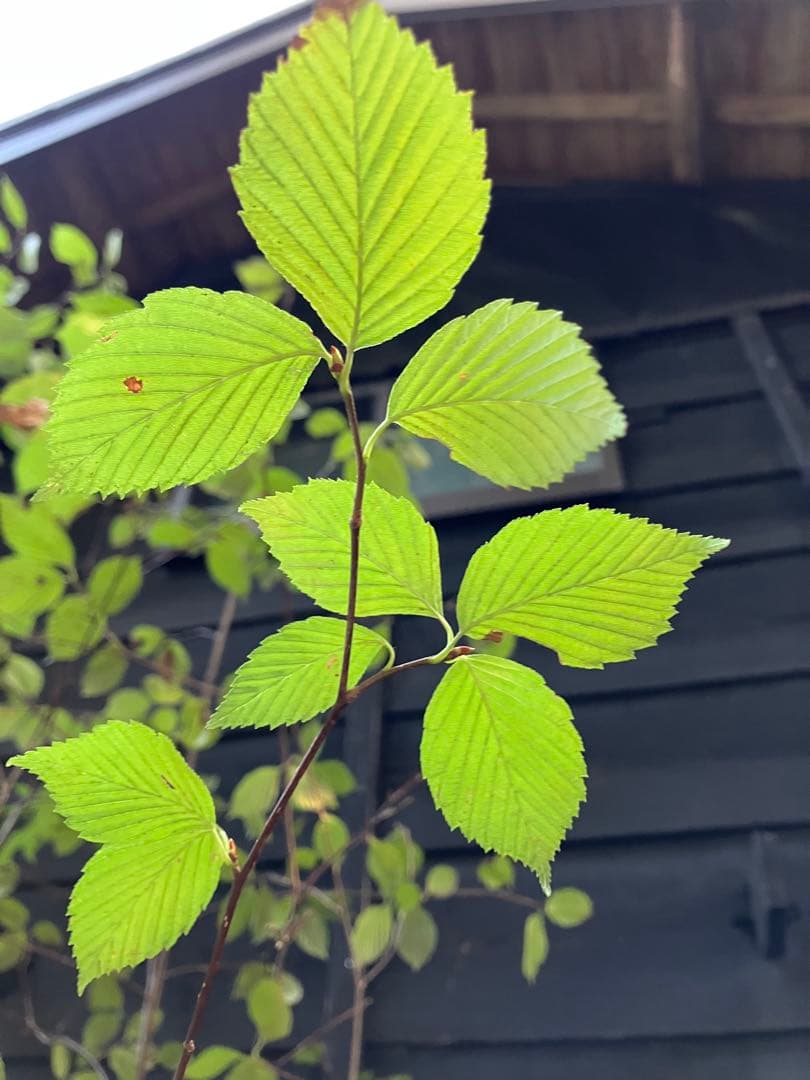 2 山採り　アズキナシ