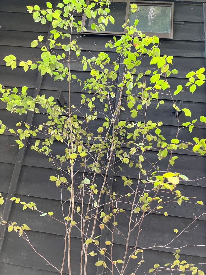 2 山採り　アズキナシ