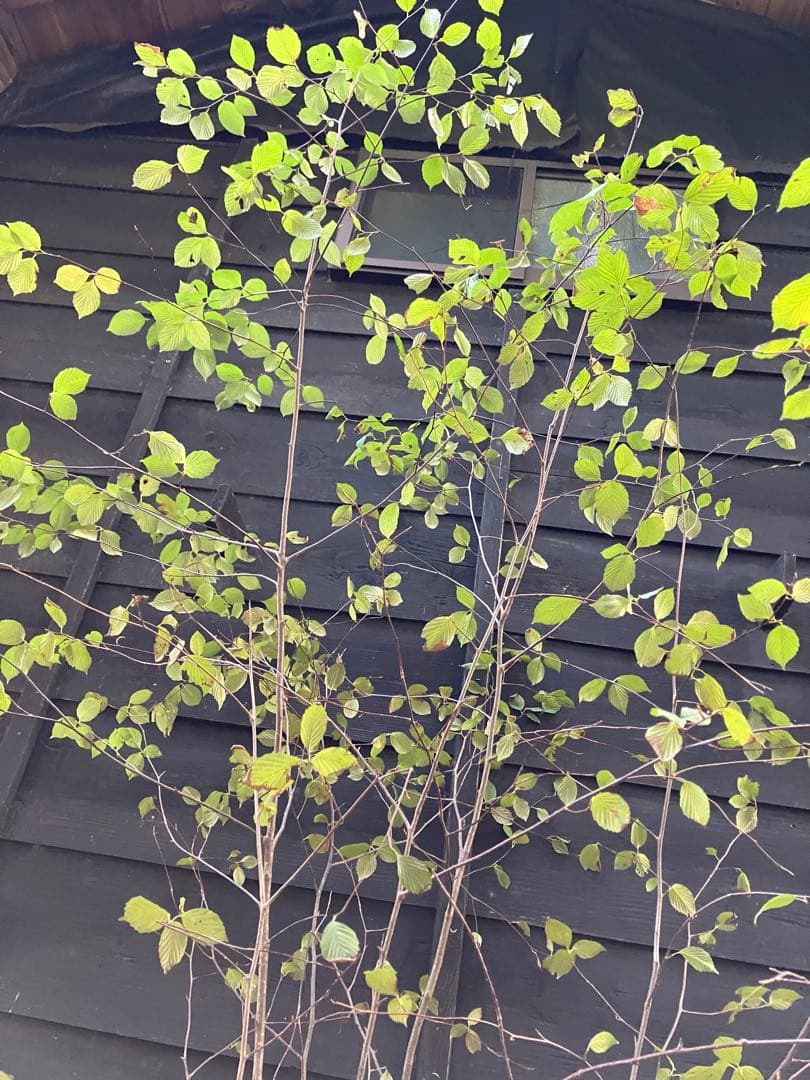 2 山採り　アズキナシ