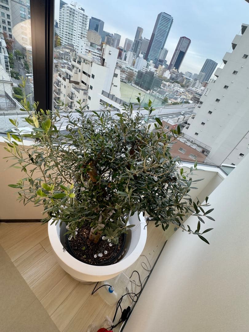 【大型】オリーブ ミッション 古木 鉢付き 簡易水やり機器セット170cm