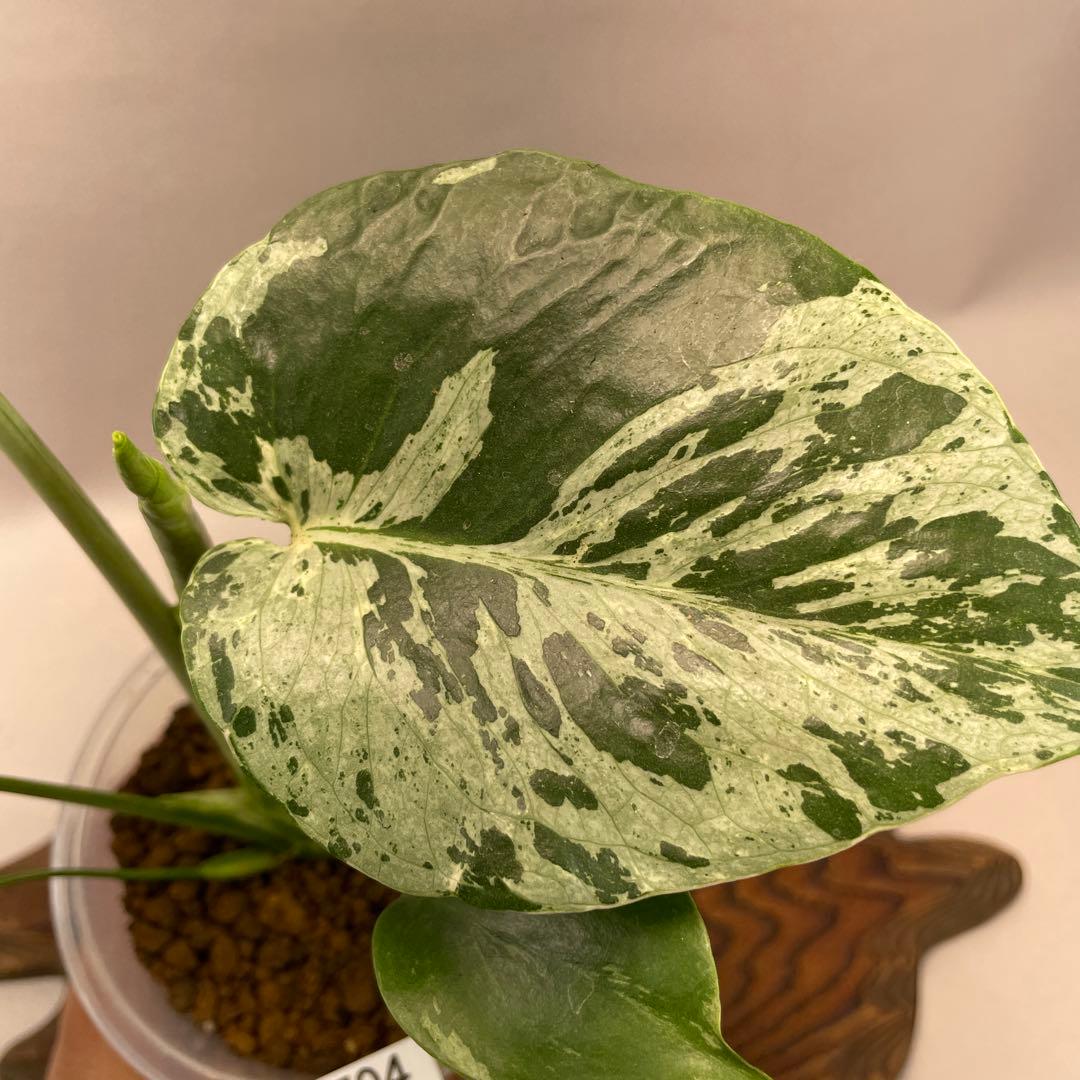 え*す様 lsw704品種保証！Bulbasaurモンステラ・フシギダネ順化済み