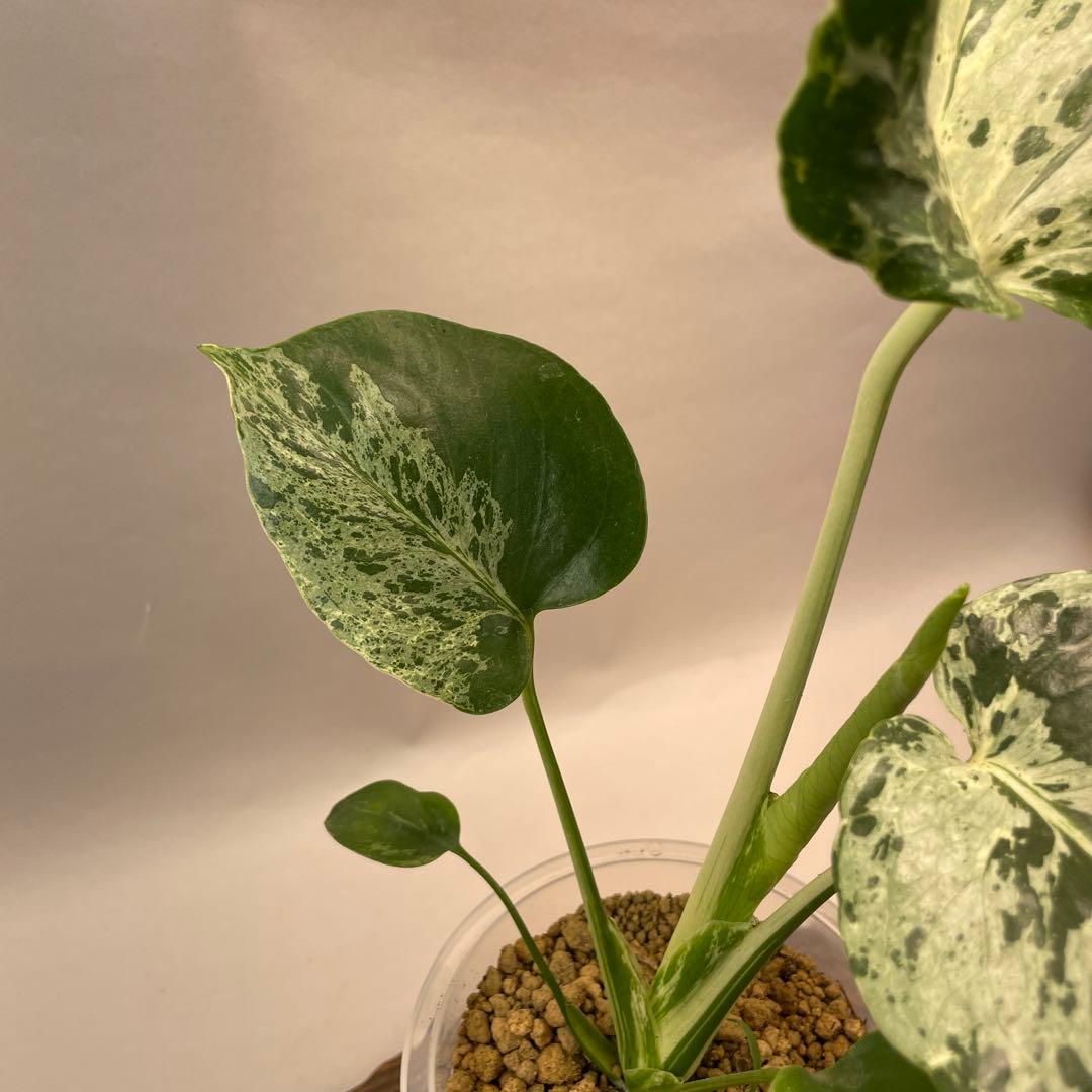 え*す様 lsw704品種保証！Bulbasaurモンステラ・フシギダネ順化済み