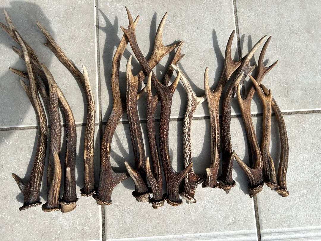 鹿の角セット(14本)