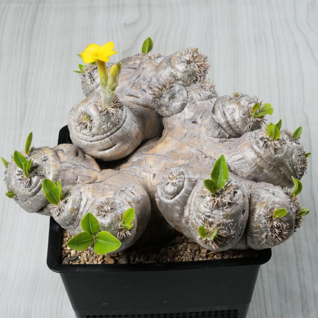 【週末セール】パキポディウム 恵比寿笑い ①