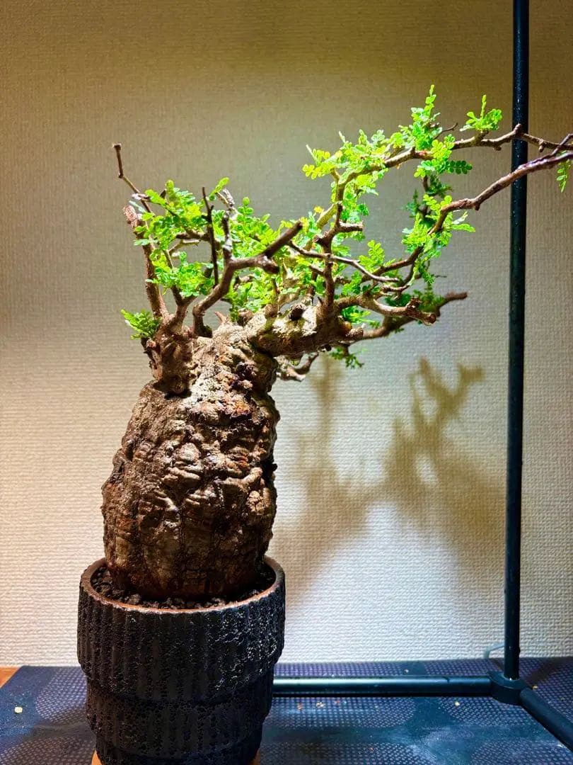 オペルクリカリア・パキプス コレクション株